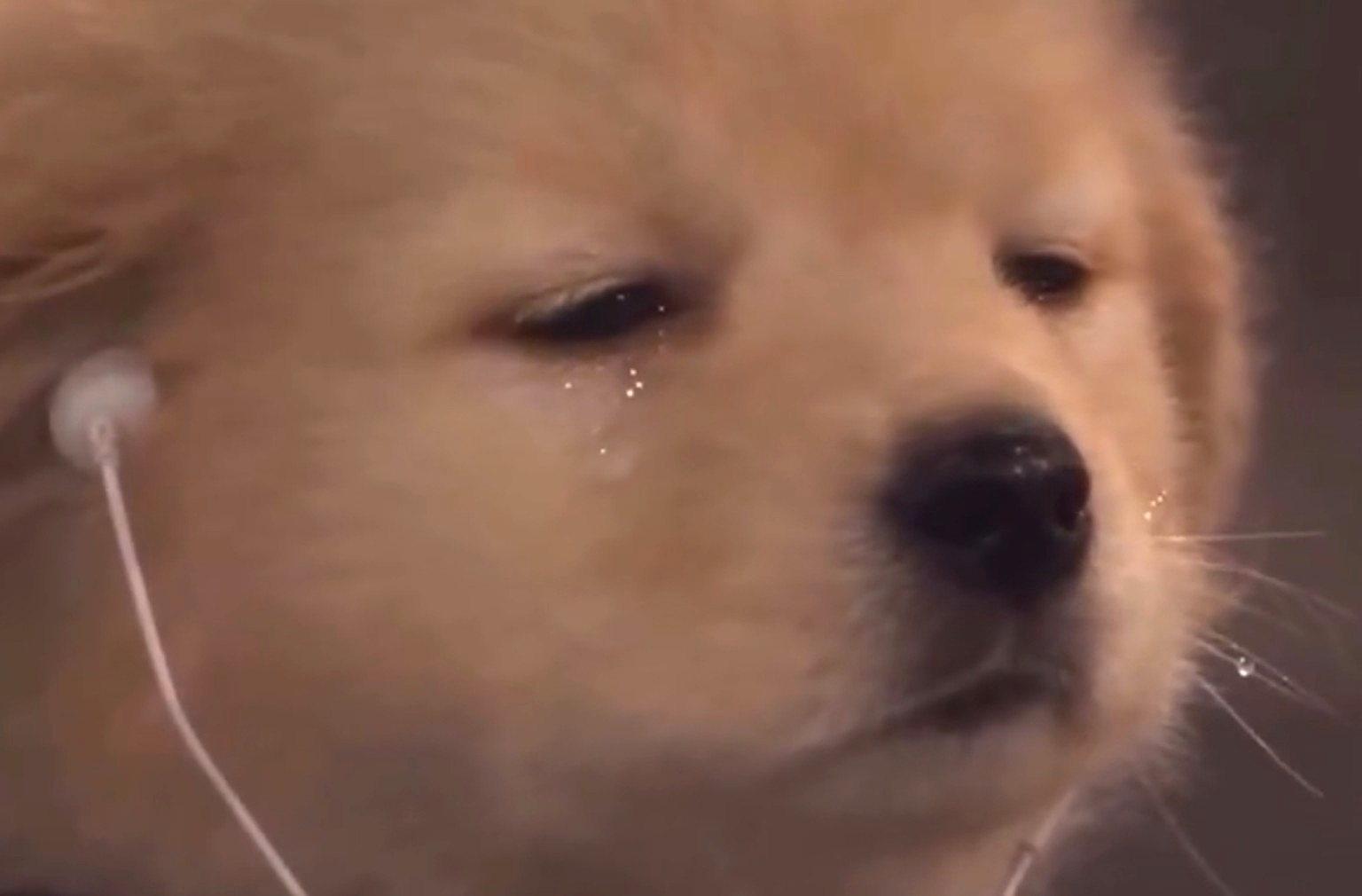 The original tearful Dog in Pain close-up